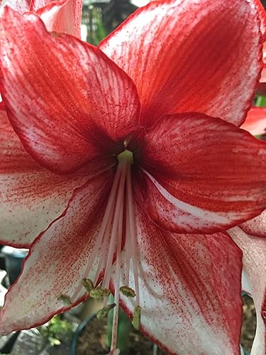 Miniatura 5 de Kit de Cultivo de Regalo Navideño Tin Charisma Amaryllis, Edición de Lujo. Incluye una Maceta de Hojalata Rústica, un Bulbo Grande de Charisma en