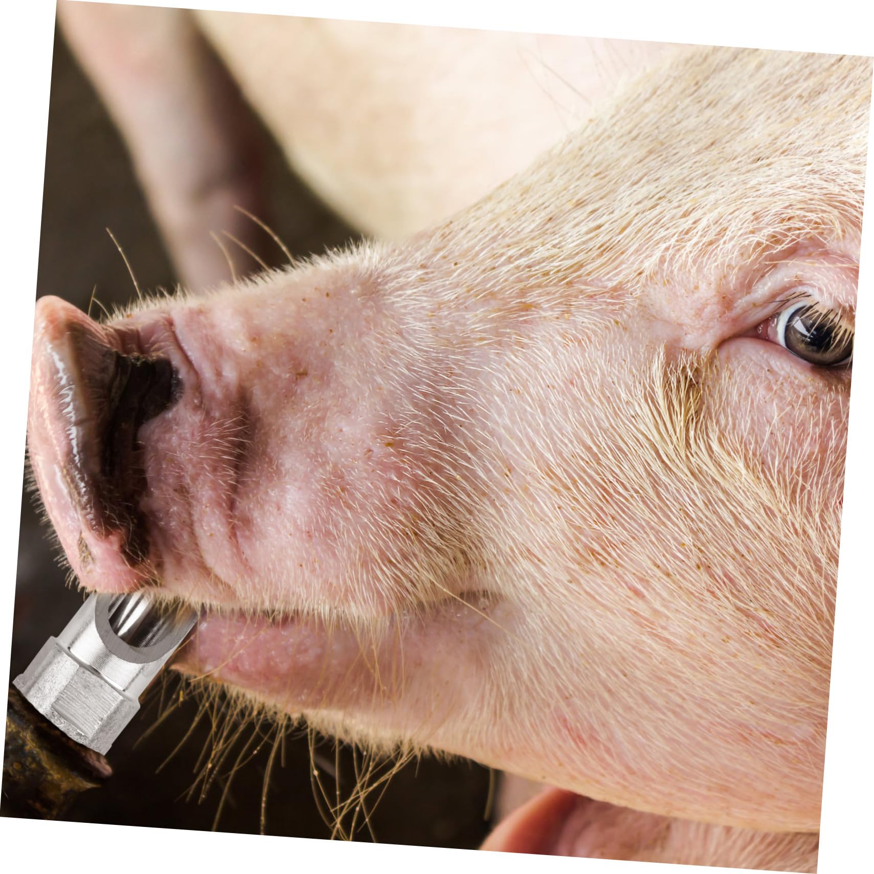 Schweinenippeltränke Praktischer Schweine Wasserspender Edelstahl 10 Stück mit Automatischem Wasserfluss und Auslaufschutz für Landwirtschaftliche Nutzung