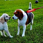 Protective Dog Leash Sleeve - Stay Back Protective Dog Leash Wrap - Alert Hanging ID Patch Tag Pet Birthday Gift