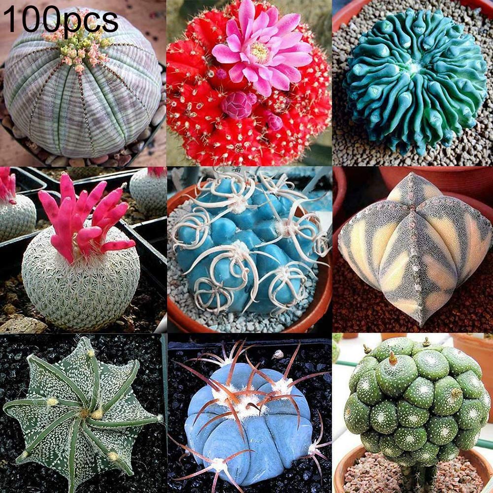 yimosecoxiang Plant Seeds for Planting 100Pcs Mixed Color Cactus Seeds Succulent Plant Home Garden Bonsai Balcony Decor