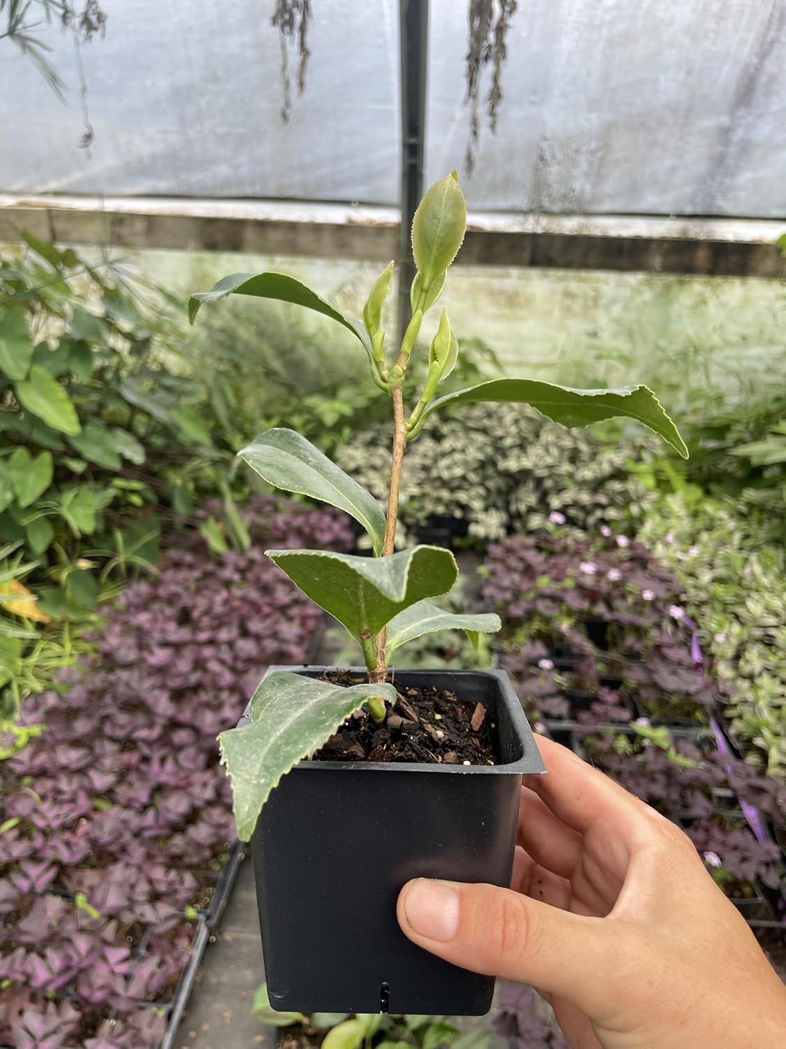 2 Autumn Rocket Camellia 3.5 inch Pot *Cold and Heat Sensitive* Mid Fall Blooming!