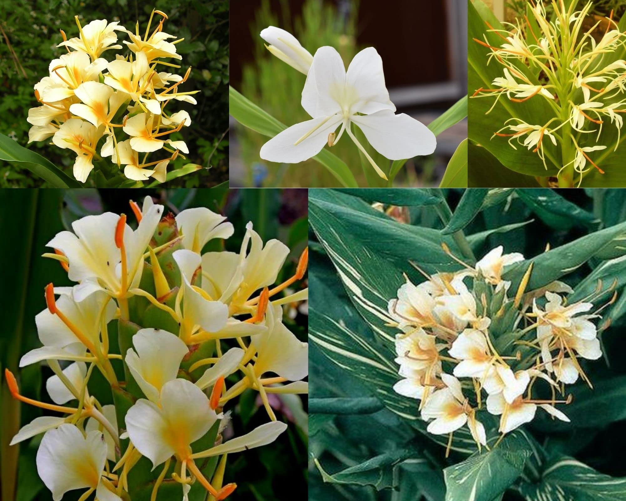 Audbhidhi Hedychium Lily/Ginger Lily/Gandasuli/ Garland Lily Fragrant Flowers Sow and Grow Fresh Healthy Bulbs for Your Garden (Pack of 10), Multicolour