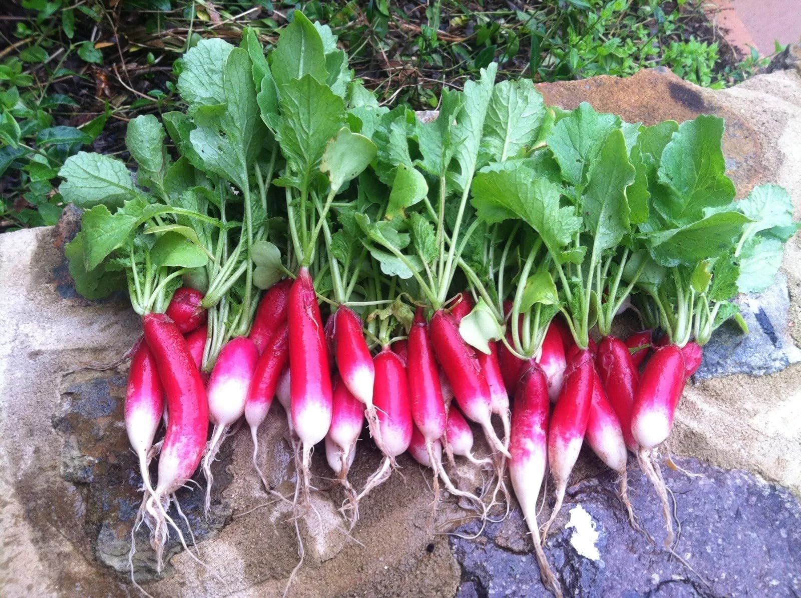 Red And White Mix Color Radish Seeds, 200 Seeds Radish Seeds for home garden organic Radish For planting And Home And Home gardening-image-23