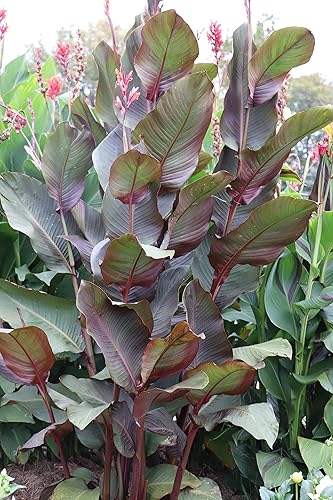 2 bulbos gigantes de rayas rojaslirios de Canna, plantas de rizomas, plantas de 8 pies de alto, hermosos jardines y estanques