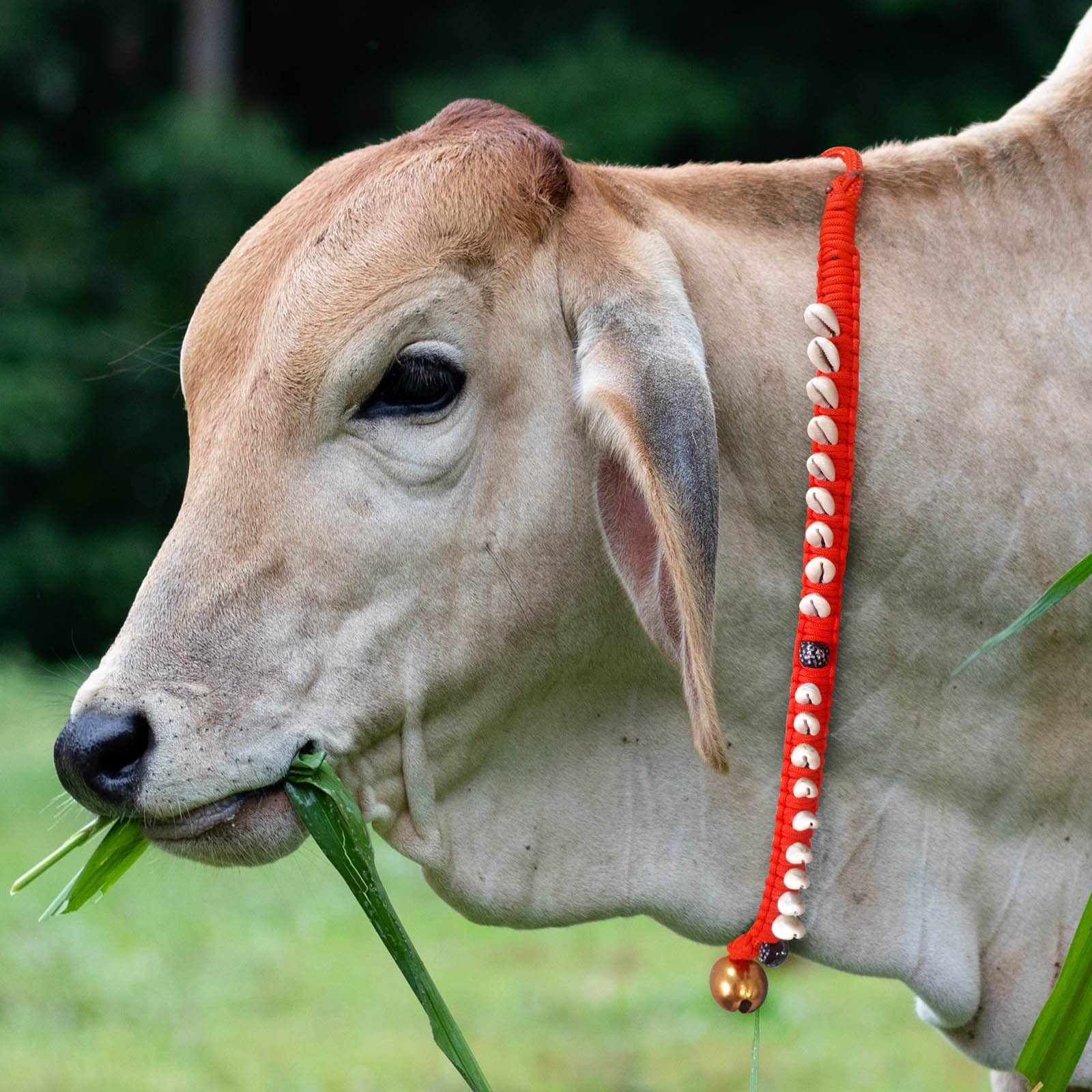 Cow/Buffalo/Bull/Halter Nylon Rope,Leash,Cow Cord, Cow Collar Charm,Cow Belt 122 cm Cow Martingale Leash. (B0BVZVKP3Z) Amazon Price History, Amazon Price Tracker