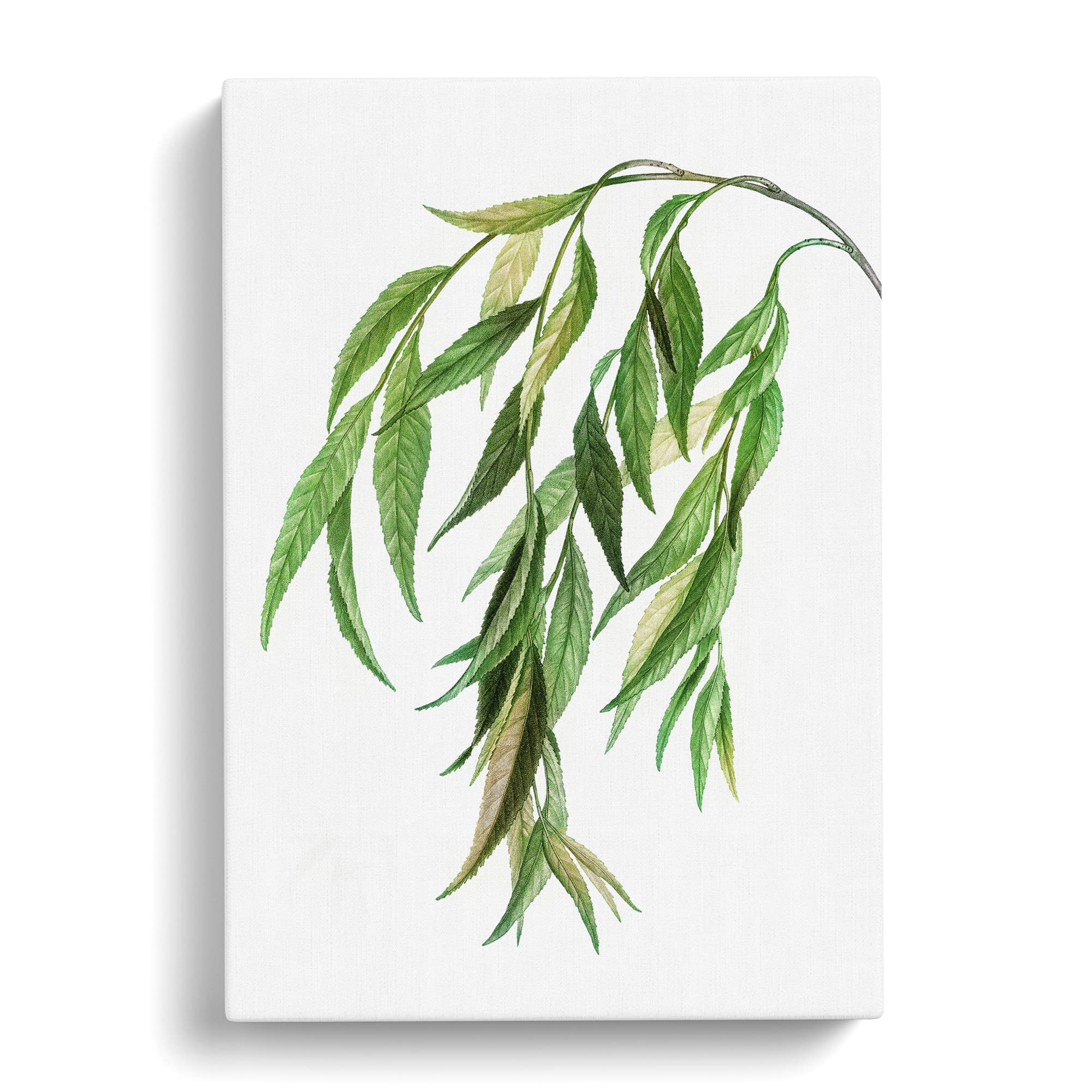 Weeping Willow Tree Branch By Pierre Joseph Redoute Canvas Print, Mixed, 25L x 50W cm - Image 2