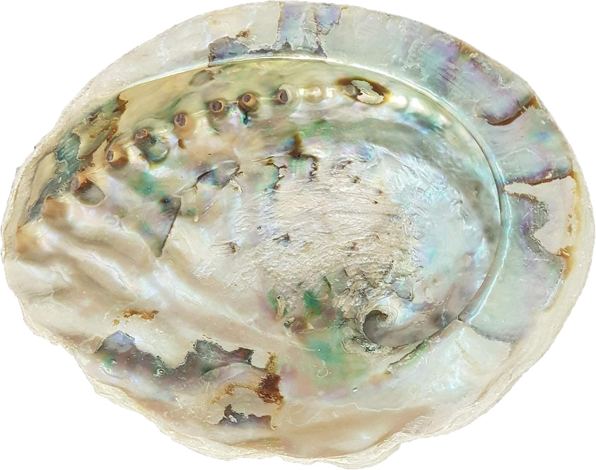 Gifts and GuidanceGifts and Guidance Abalone Shell for Sage Smudging or Display 5" - 5.5"