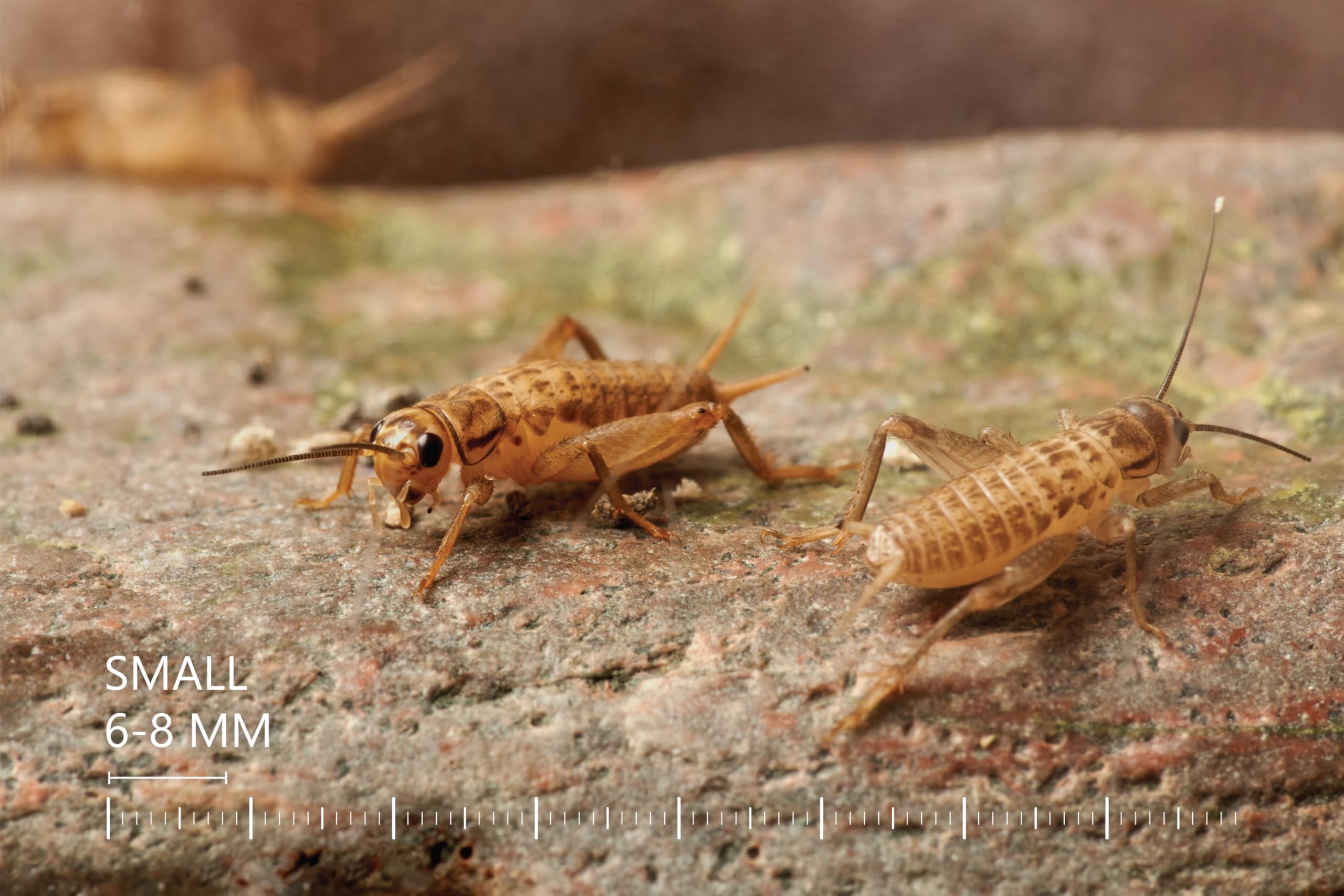 Żywe świerszcze domowe | rozmiar 2 (6-8 mm) Bardzo małe| MINI op – 150 szt. | karmowe wylęg