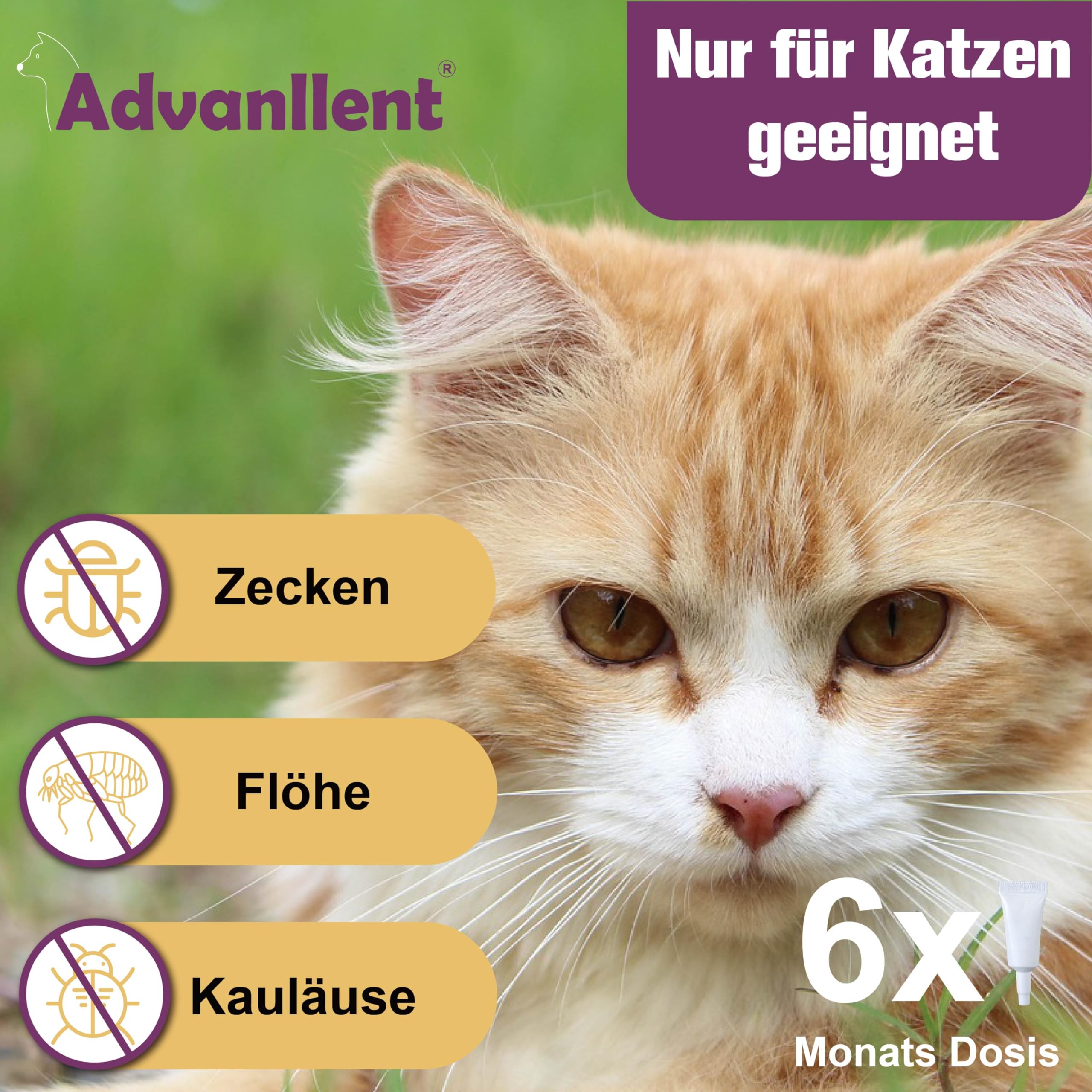 Zeckenschutz für Katzen 6 Pipetten, Spot On Katzen, Zeckenmittel für Katze, Katze flohmittel entwurmungsmittel für Katzen, gegen Flöhe & Zecken