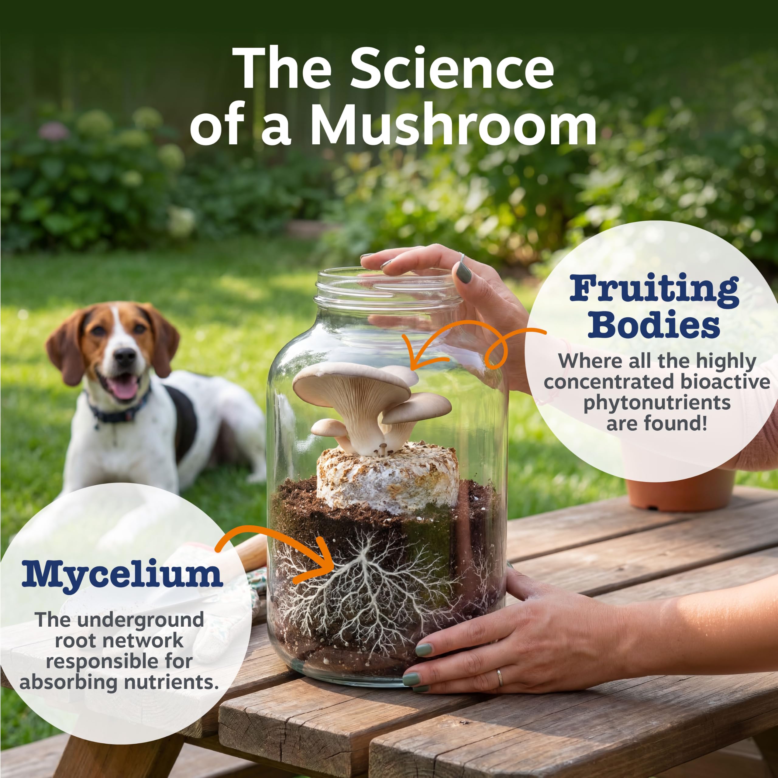Zesty Paws Turkey Tail Mushroom for Dogs - Organic Mushroom Powder 60g — Amazon image 4