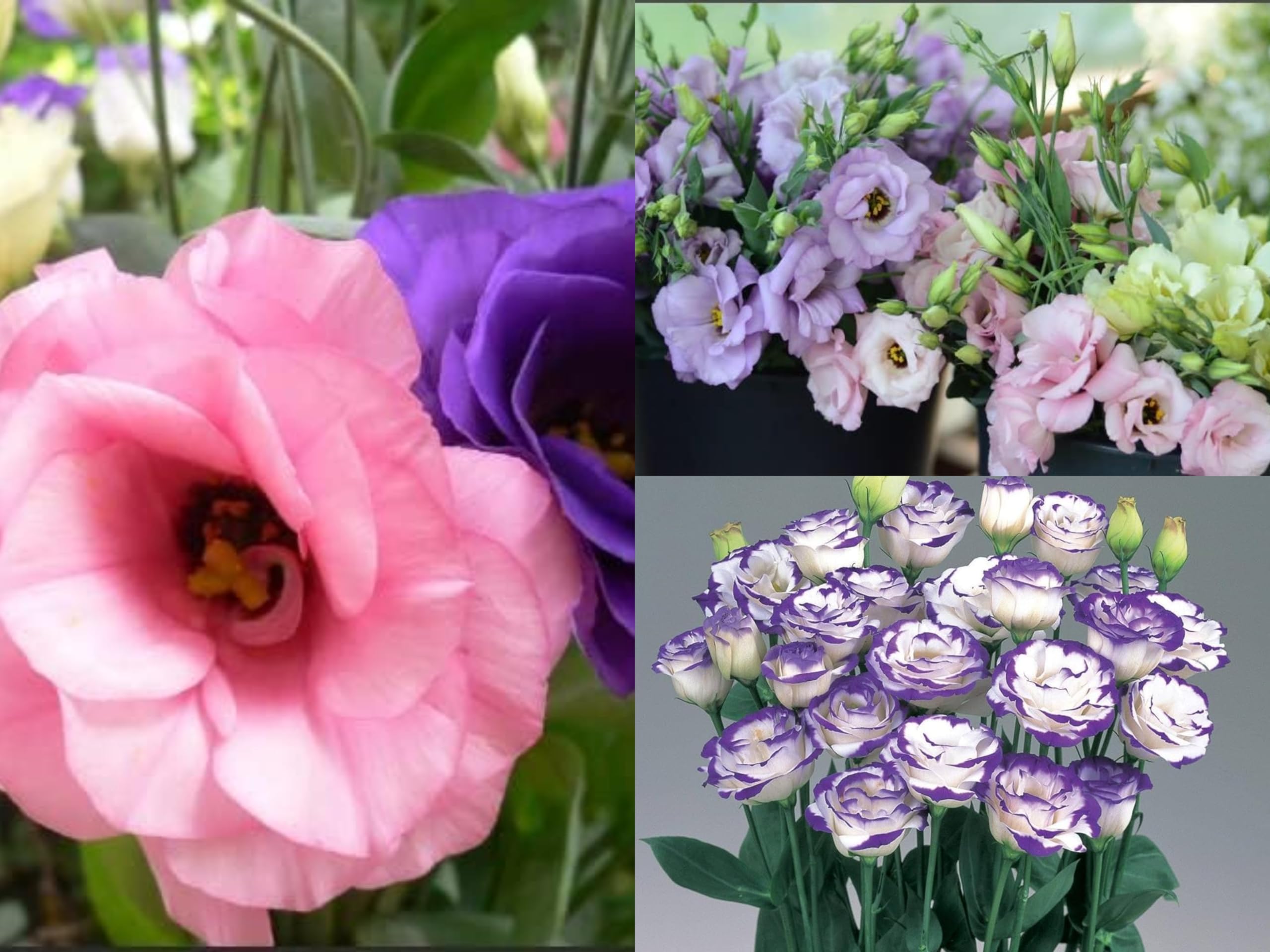 See full amazon price history chart for 100+ Seeds- Mixed Eustoma Grandiflorum-Lisianthus Flower Seeds-Perennial- Grow In All Seasons 100+ Seeds- Mixed Eustoma Grandiflorum-Lisianthus Flower Seeds-Perennial- Grow In All Seasons (B0CXF6VHGM) Amazon Price History, Amazon Price Tracker