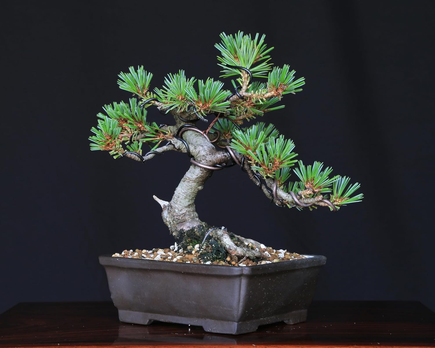 吾妻五葉松【大巓性】ダイテンショウ 実生 根上り 小品盆栽【泰寿園