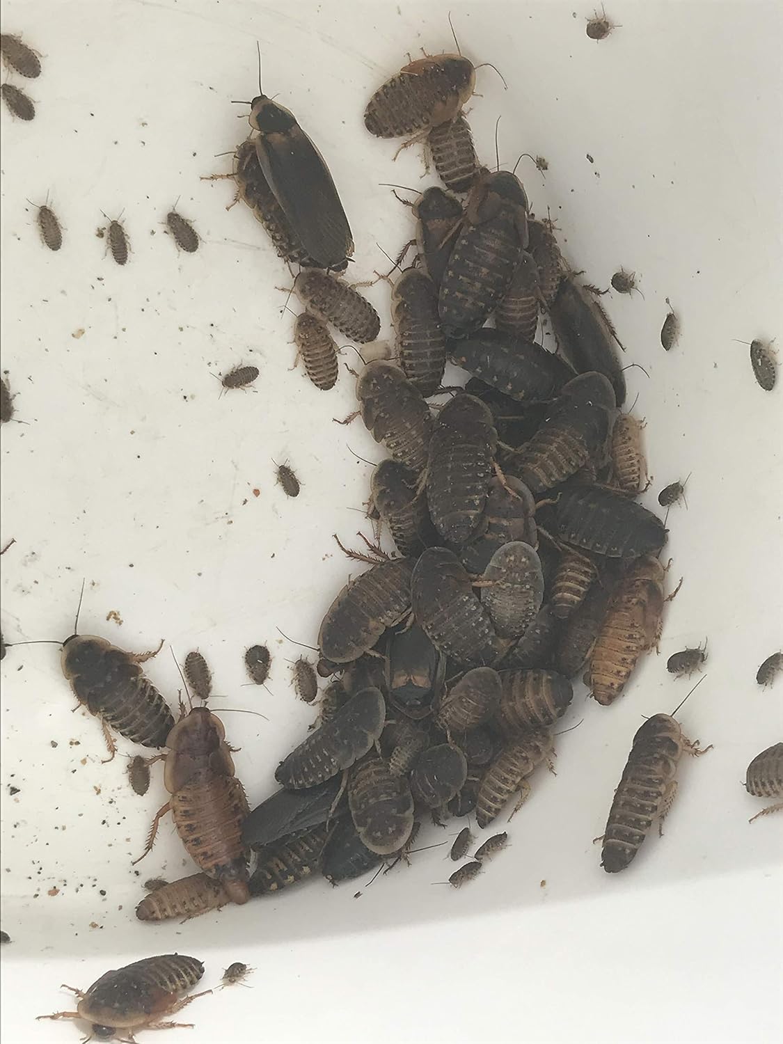 Mixed Sized Dubia Roaches 200 Ct | Sizes 1/4 inch, 1/2 inch, 1 inch |Reptile Food Live Arrival | Includes Insect Food