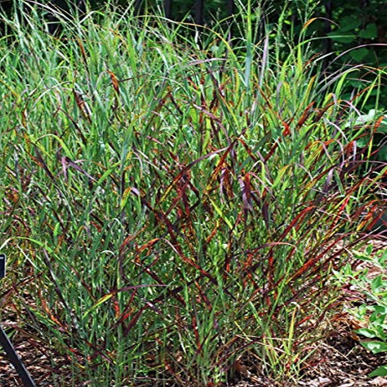 Perennial Farm Marketplace Panicum v. 'Rotstrahlbusch' (Red Switchgrass) Ornamental Grass, Size-#1 Container, Green Leaves with Reddish-Tinged Panicles
