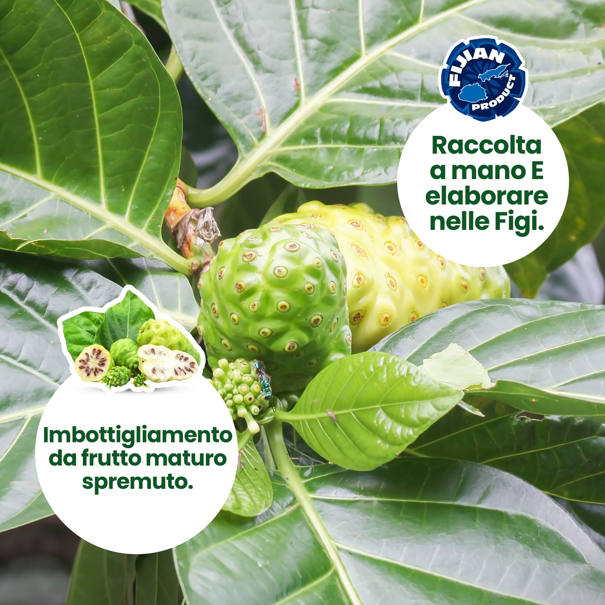 Succo di Noni - 1 litro. 100% Puro e Organico senza conservanti - Aiuta in caso di infiammazione e dolore, rafforza il sistema immunitario.