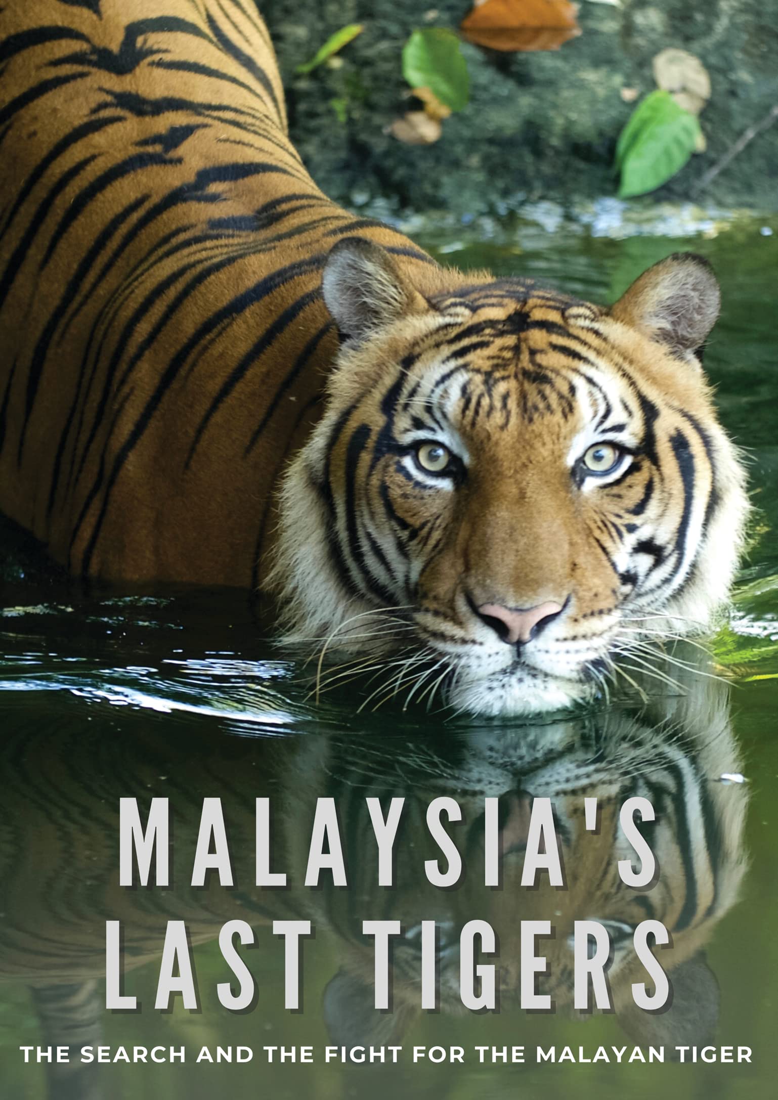 Documental Malaysia's Last Tigers en DVD importado de USA