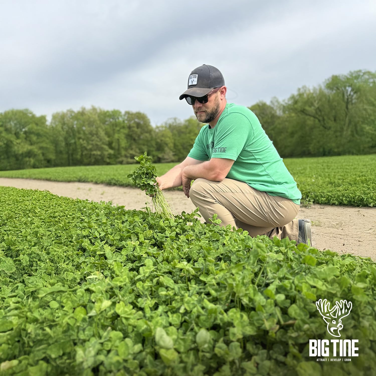 Big Tine Food Plot Mix, Deer Attractant, Foundation Clover, Premium Clover Mix, 4 lbs Bag, Perennial, Great for Food Plots, High Drought Tolerance
