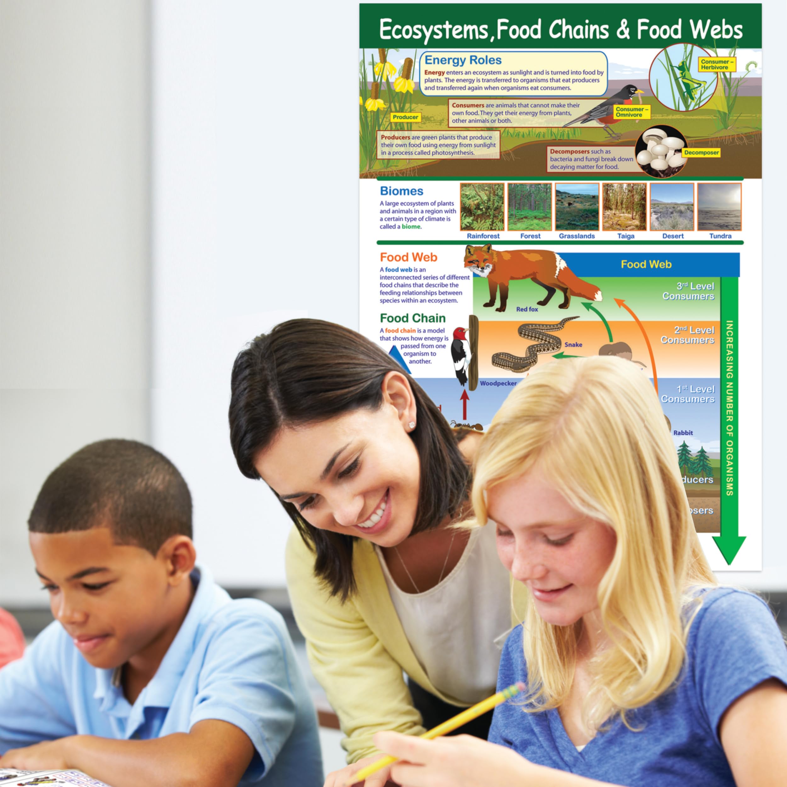 Amazon.co.jp: 生態系 食物チェーン 食物巣 ポスター ラミネート加工