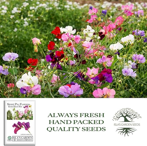 Miniatura 4 de Semillas de flores de guisantes dulces de mezcla alta hasta la rodilla para plantar mezcla alta, más de 25 semillas por paquete, semillas de jardín