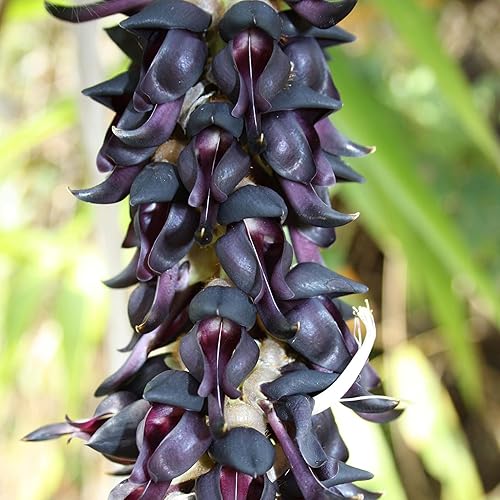 Miniatura 2 de CHUXAY GARDEN Semillas de frijol de terciopelo, 60 semillas de reliquia, mucuna pruriens, planta comestible, orgánica, vegetal, anual, arbusto