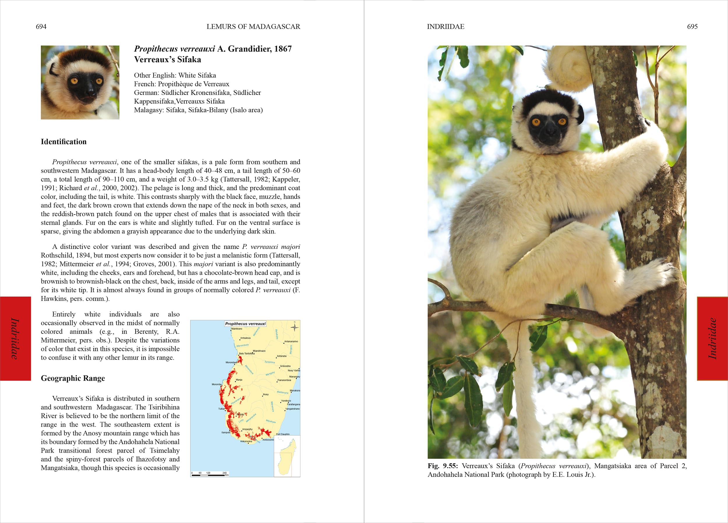 Lemurs of Madagascar