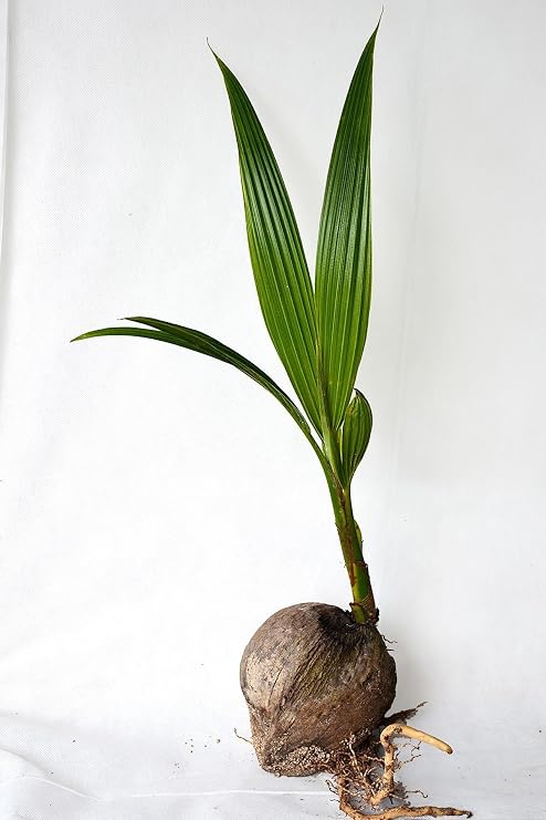 Coconut Tree, Green (Excludes Ca), Size: 24-inch