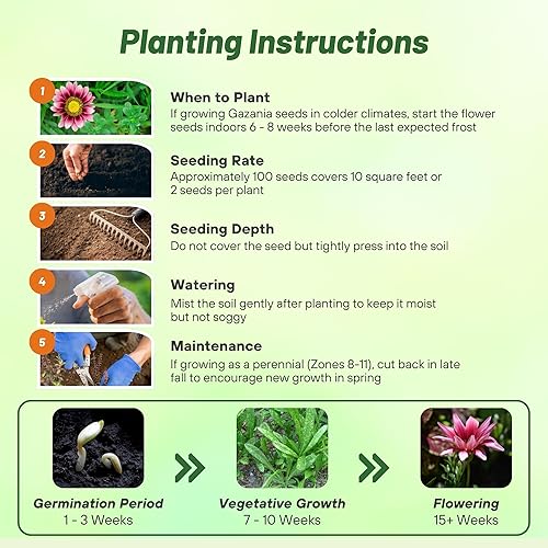 Miniatura 4 de Outsidepride New Day Pink Gazania Semillas para plantar  50 piezas de semillas perennes, de bajo mantenimiento, tolerantes a la sequía para flores