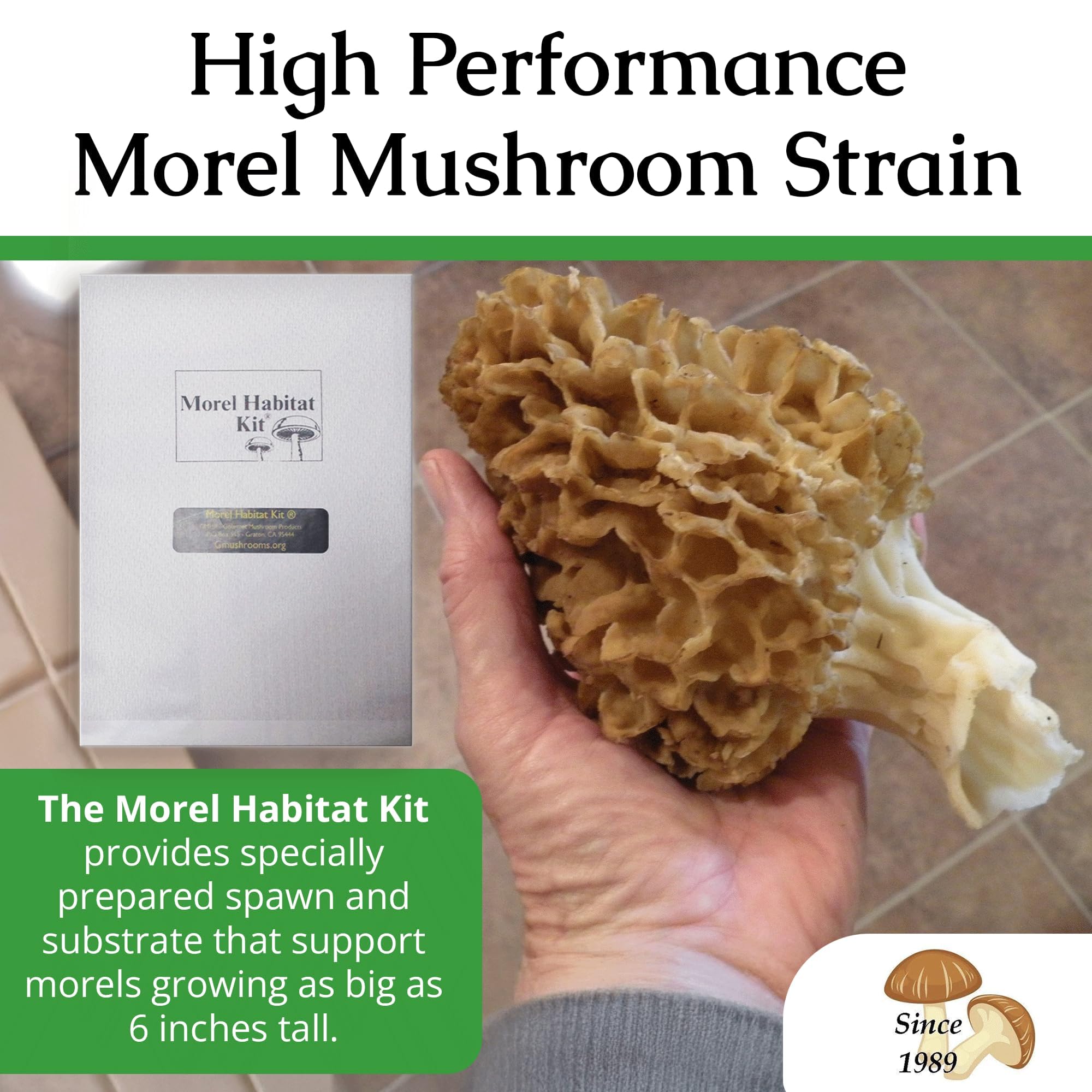 Kit de culture de champignons morilles d'arrière-cour