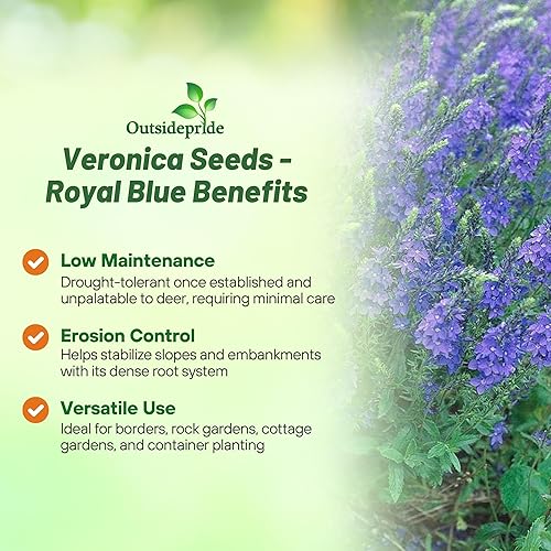Miniatura 3 de Outsidepride Veronica Speedwell - Semillas de plantas de jardín azul real 2000 semillas