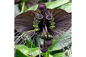 CHUXAY GARDEN Black Bat Flower Seed, 5 Devil's Flower Seeds