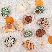 Vista 6 de QICQDRAM Boutique - Conchas de cangrejo ermitaño extra a grandes de 2.9 a 3.3 pulgadas, conchas naturales de cangrejo ermitaño tamaño de apertura