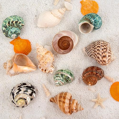 Miniatura 6 de QICQDRAM Boutique - Conchas de cangrejo ermitaño extra a grandes de 2.9 a 3.3 pulgadas, conchas naturales de cangrejo ermitaño tamaño de apertura de