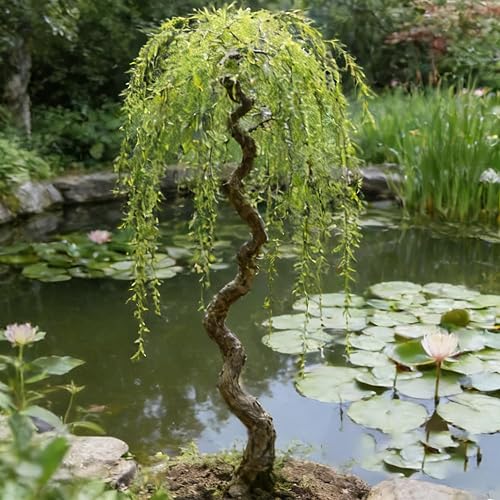 25pcs Dwarf Bonsai Willow Trees Seeds for Planting, Perennial Willow Seeds to Plant, Heirloom Non-GMO Beauty Bonsai Plants for Home Garden Outdoors