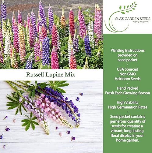 Miniatura 2 de Russell Mix - Semillas de flores de altramuz (Lupinus perennis) – Más de 150 semillas sin OMG y reliquias de Isla's Garden Seeds, flores perennes