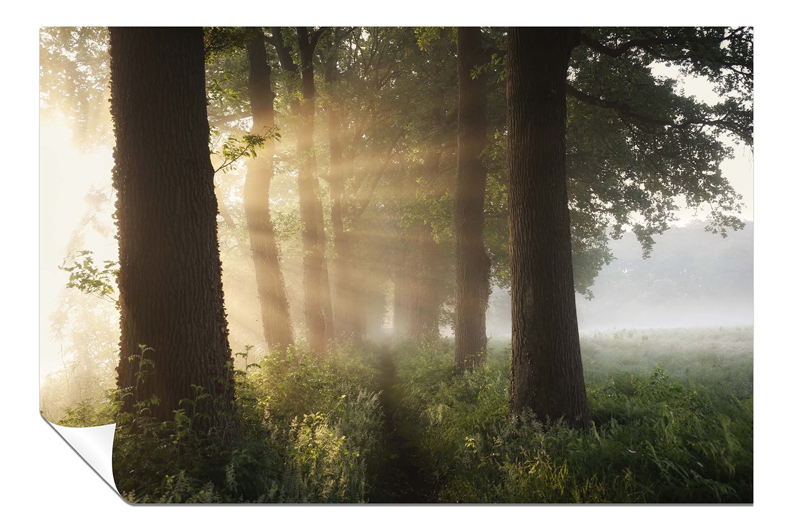 Panther Print Fine Art Prints Summer Sunlight Trees Landscape Artistic Unframed Poster, Pictures For Home Walls, Bedroom, Living Room & Bathroom Decor 46X31cm (18X12in)