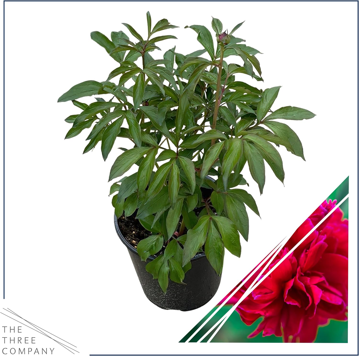Live Flowering Perennial Peony - Karl Rosenfield, Beautiful Blooms and Color, 18" Tall by 8" Wide in 3 Quart Pot