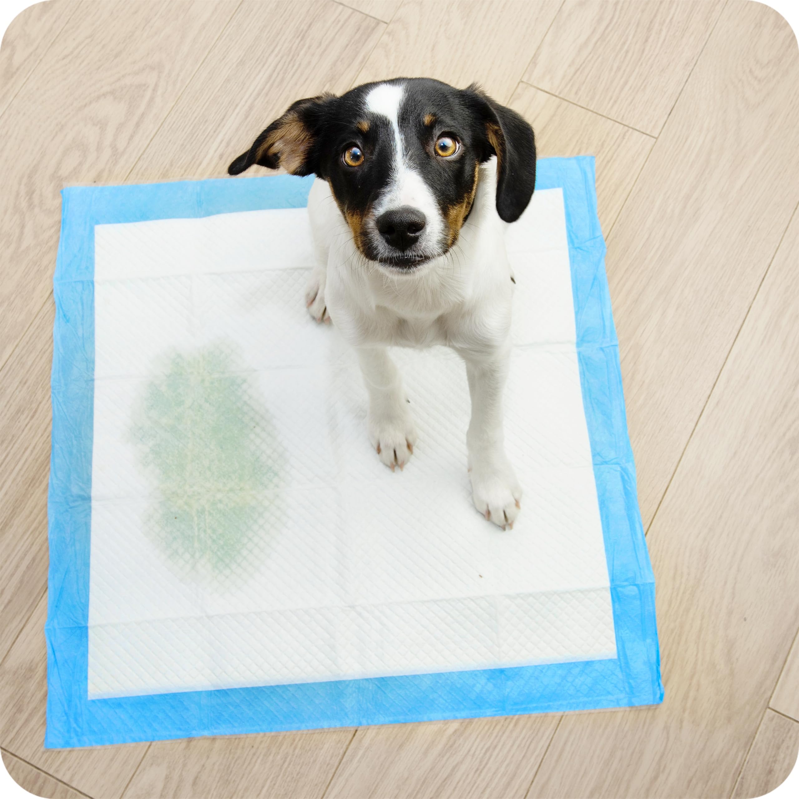 KRUMAD Trainingspads für Hunde, 50 Stück, 6-Schichten, PIPI Matten für Hunde, Trainingsmatte für Welpen, Inkontinenzunterlagen, Wasserdicht, Hunde Zubehör, 60 x 90 cm | Weiß-Blau, 60x90cm, 50 Stück, 6-Schichten, Inkontinenzunterlagen, Wasserdicht, Hunde Z