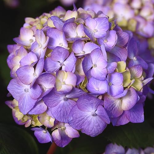 Vista 21 de Endless Summer Bloomstruck Hydrangea (2 galones) y Summer Crush Hydrangea Shrub (2 galones) Bundle