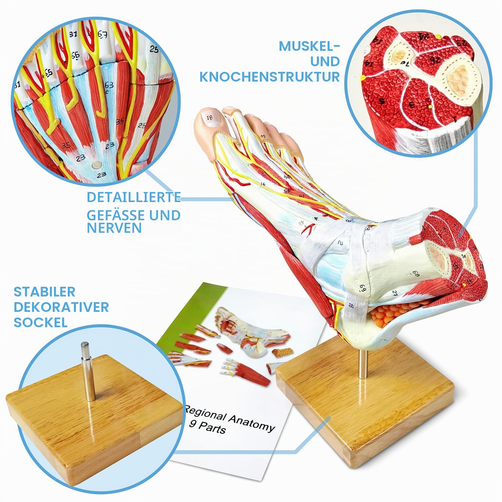 Natürliches anatomisches Modell des großen Fußes 9-Teile mit digitalen Zeichen 81 und entsprechenden Textbeschreibungen, Iclding Knochen, Muskeln,Bändern, Nerven und Blutgefäßen des menschlichen Fußes
