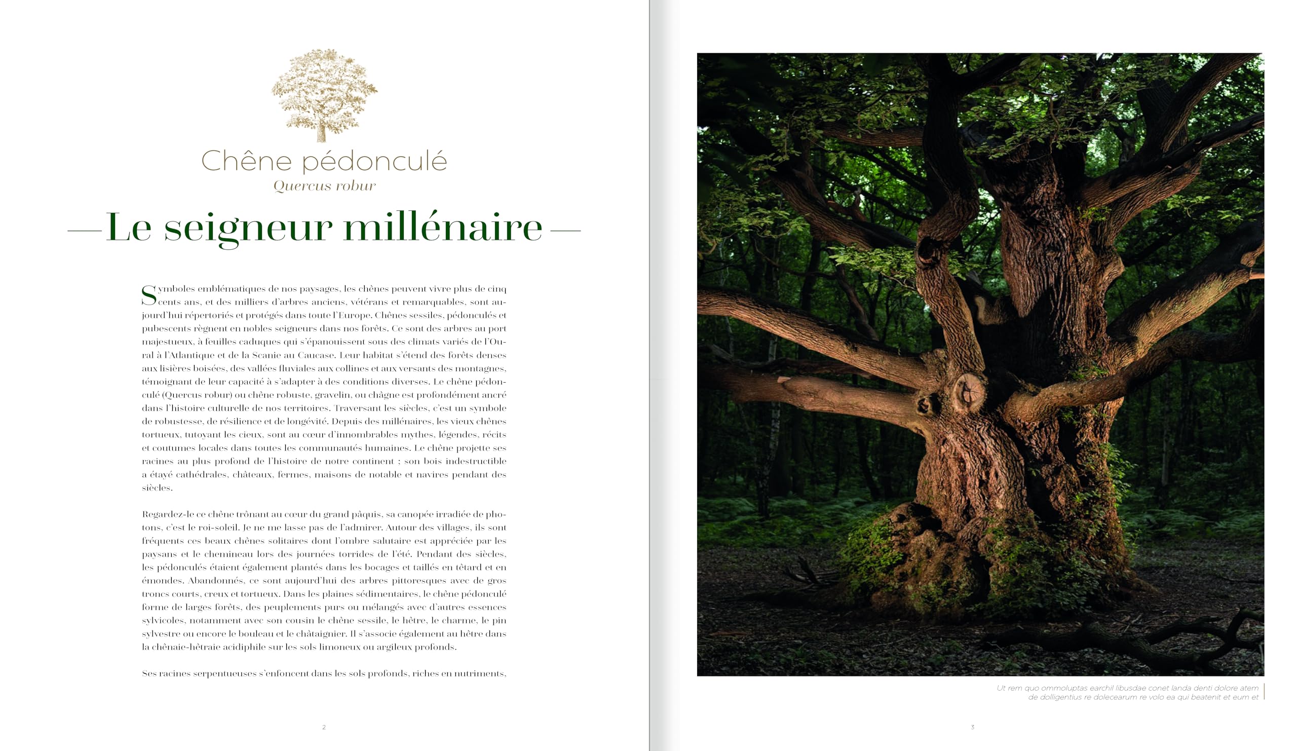 Arbres, secrets de géants