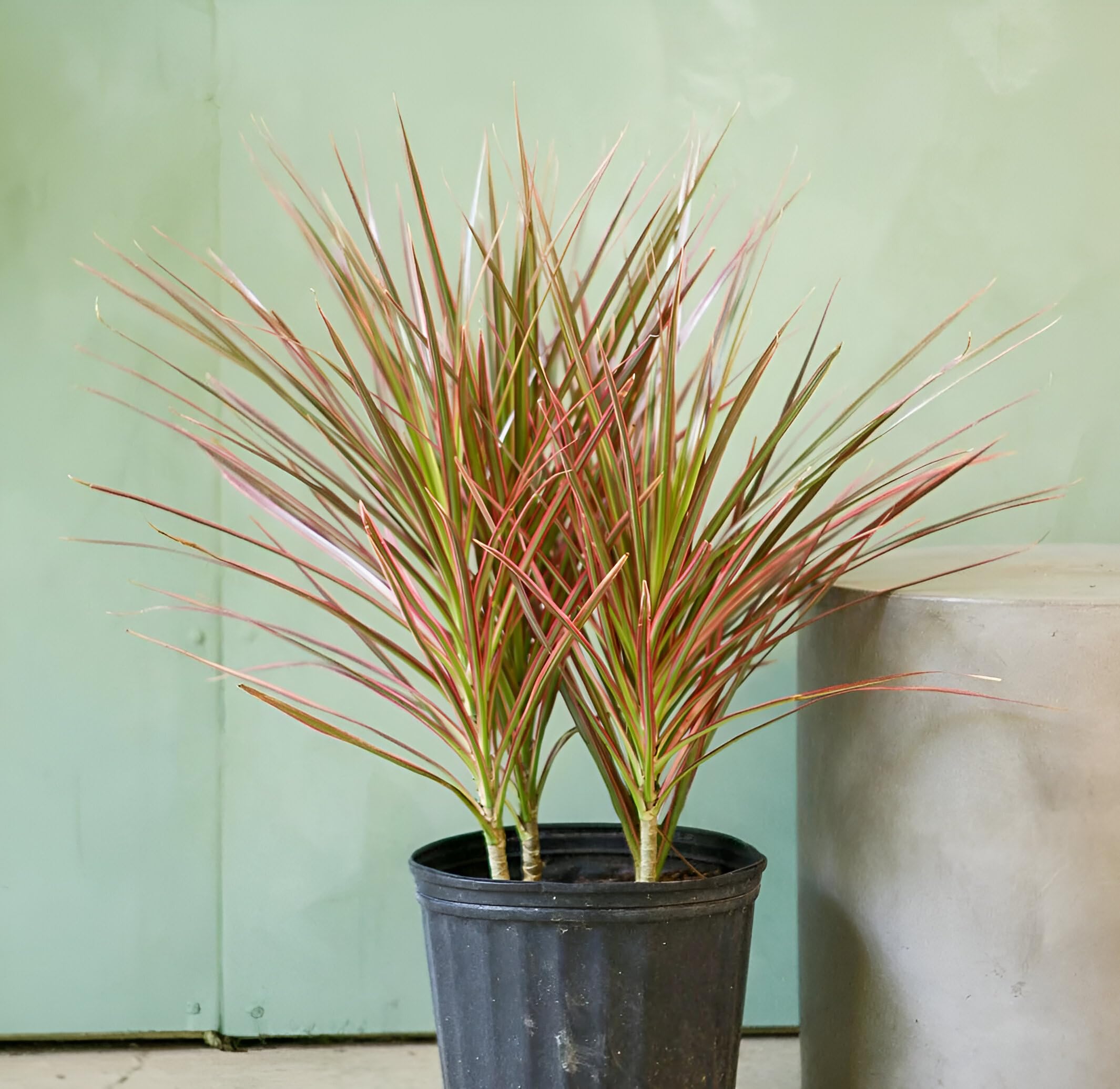 ABEFARIYA Real Live Dracaena Marginata Colorama Live Plant Rare Variegated  Dracena Marginata Live Plant | Air Purifier|1 Healthy Indoor Live Houses &  ...