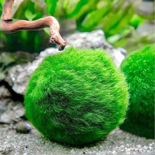 Marimo (2-3 cm) - Alga Palla Cladophora Aegagropila Muschio con Certificazione, Decorazione Naturale per Acquari, Terrari e Bomboniere - Spedizione sigillata 100% umidità (10 pezzi) - 2