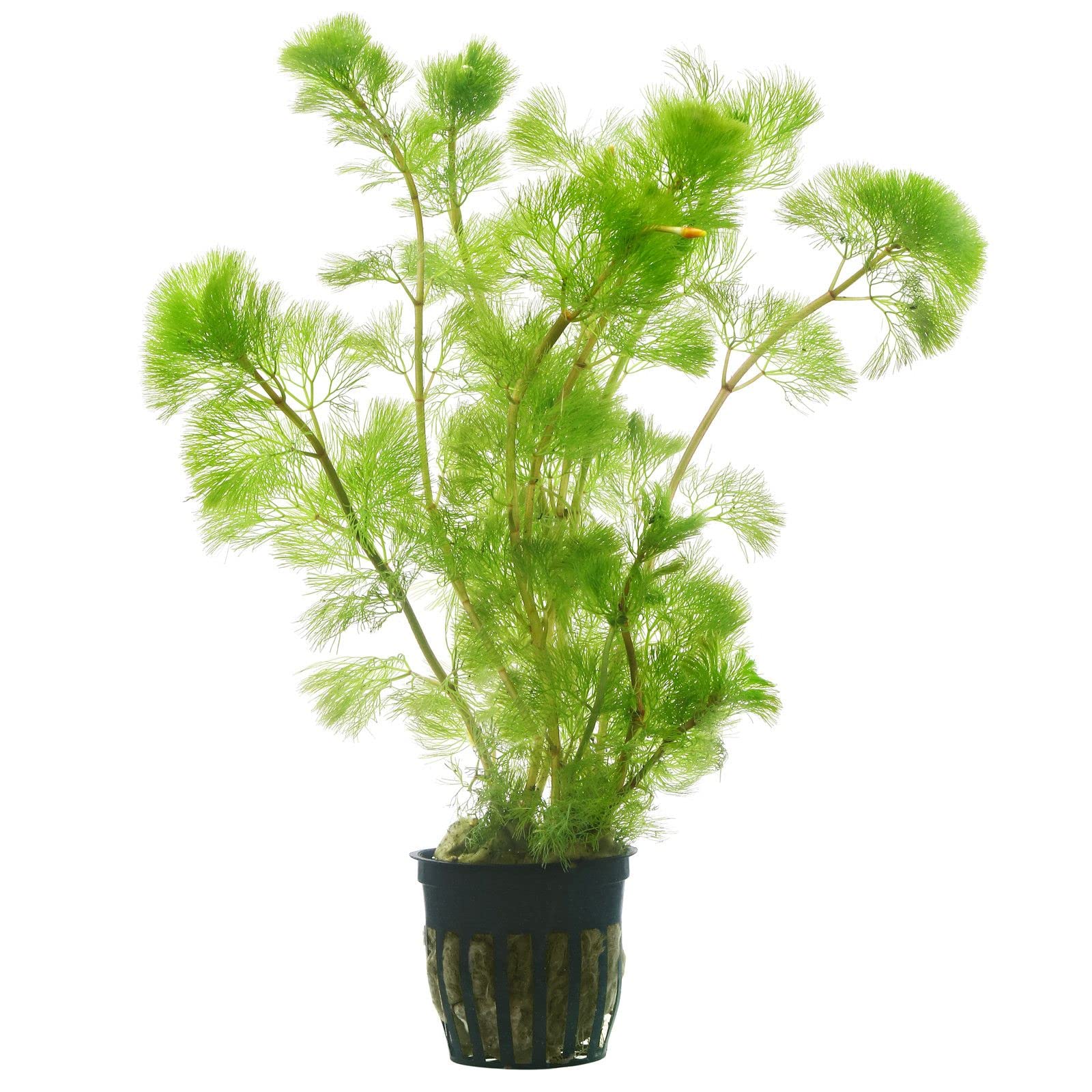 Cabomba Aquarium Plant - 5 Pcs | Fresh Live Aquatic Plants for Aquariums | Easy to Grow & Maintain | (B0DCTKGY3D) Amazon Price History, Amazon Price Tracker