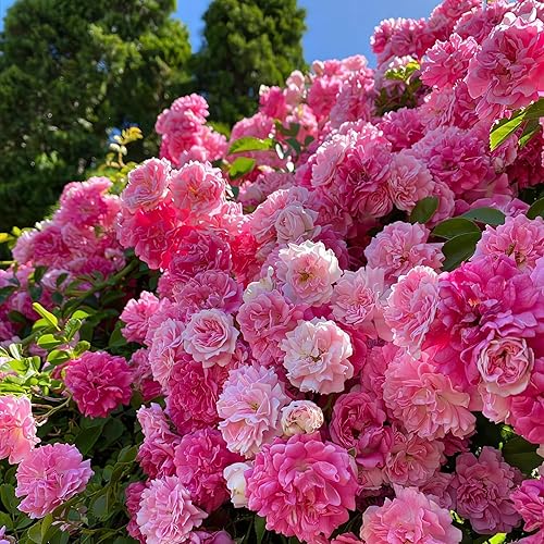 149 semillas de rosa rosa trepadora para plantar, semillas de flores de arbusto de rosa sin OMG, flores raras que atraen polinizadores para jardín