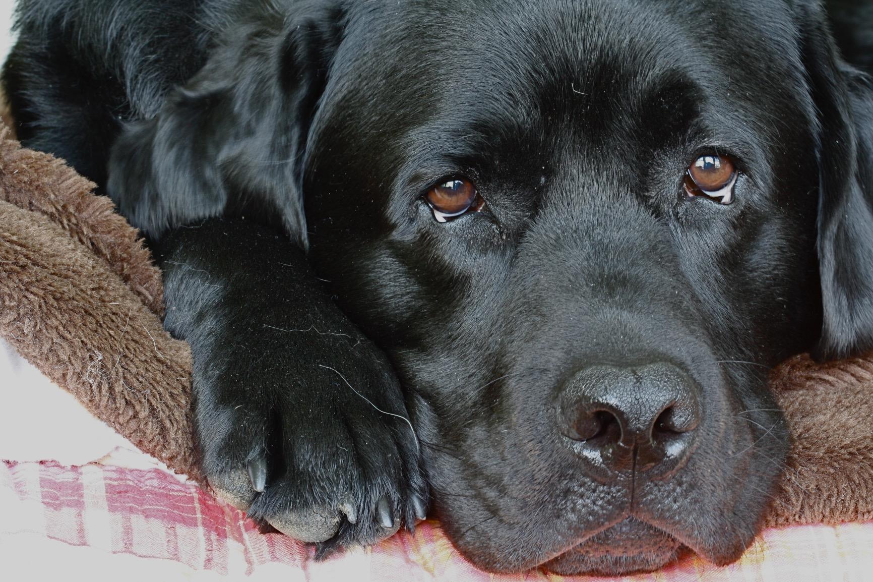 "Benevolent but Alpha"