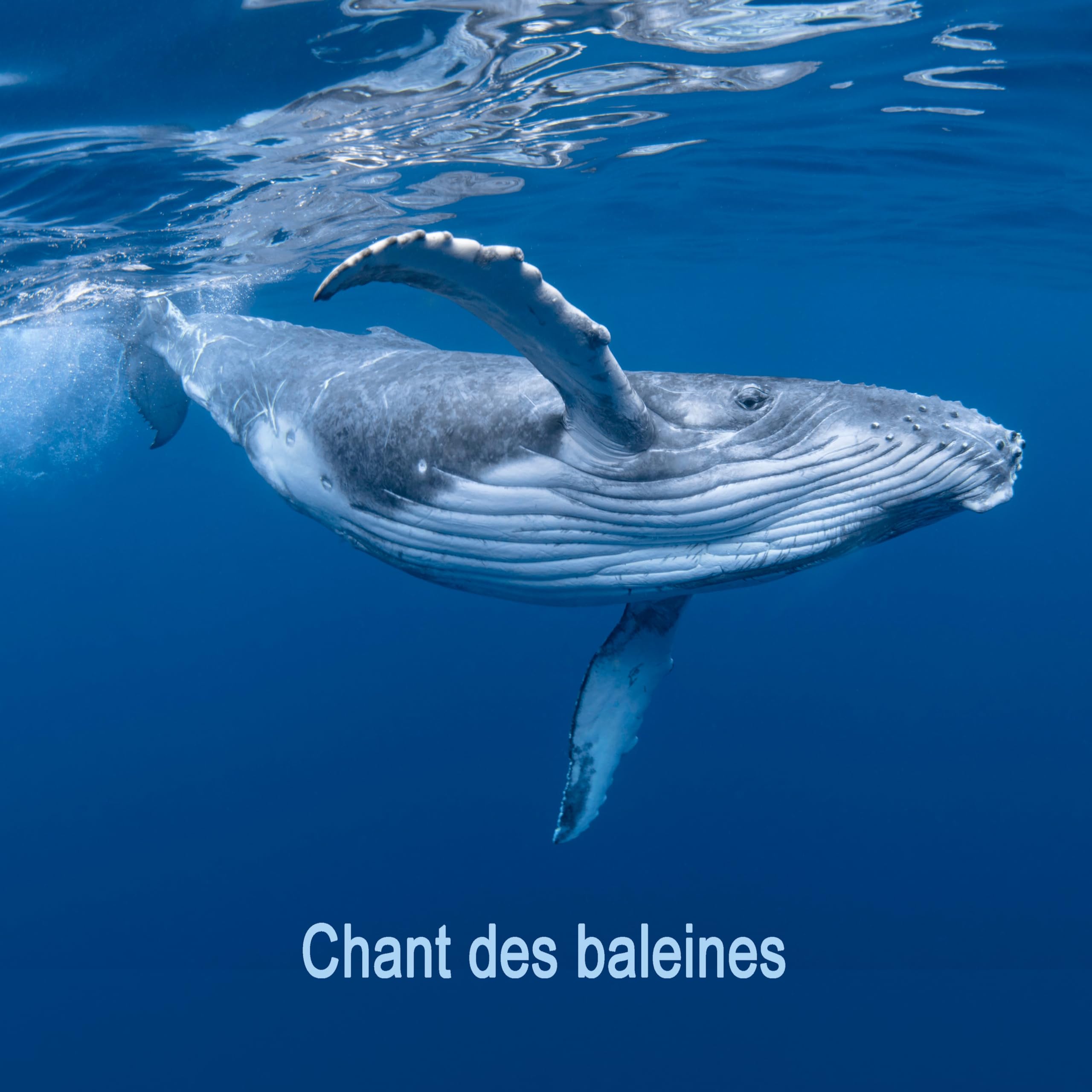 Chant des baleines