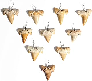 Wire Wrapped Fossilized Shark Teeth for Necklace - Shark Tooth Necklace Charm Pendant - Authentic Fossilized Prehistoric Mini Wire Wire Wrapped Shark Teeth (10 Pack) from Morocco