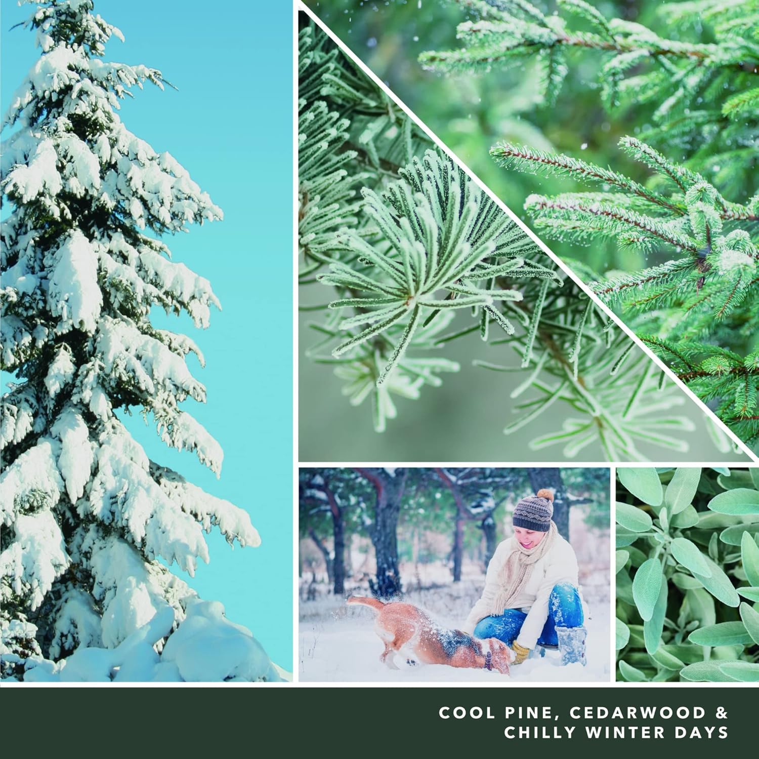 Yankee Candle Silver Sage & Pine Scented Signature 20oz Large Jar 2-Wick Candle Over 60 Hours of Burn Time Christmas | Holiday