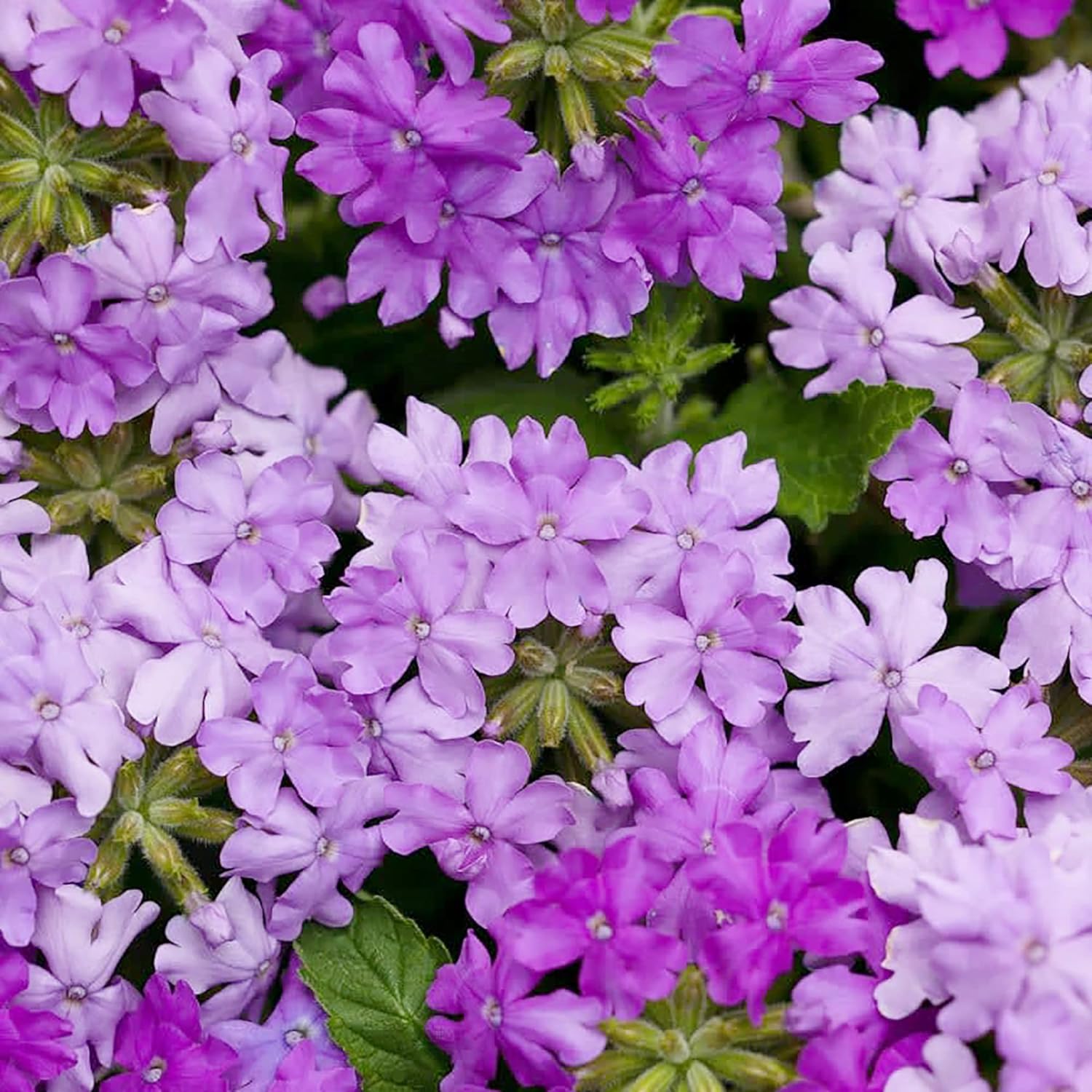 Moss Verbena Seeds Perennial Attracts Butterflies Hardy
