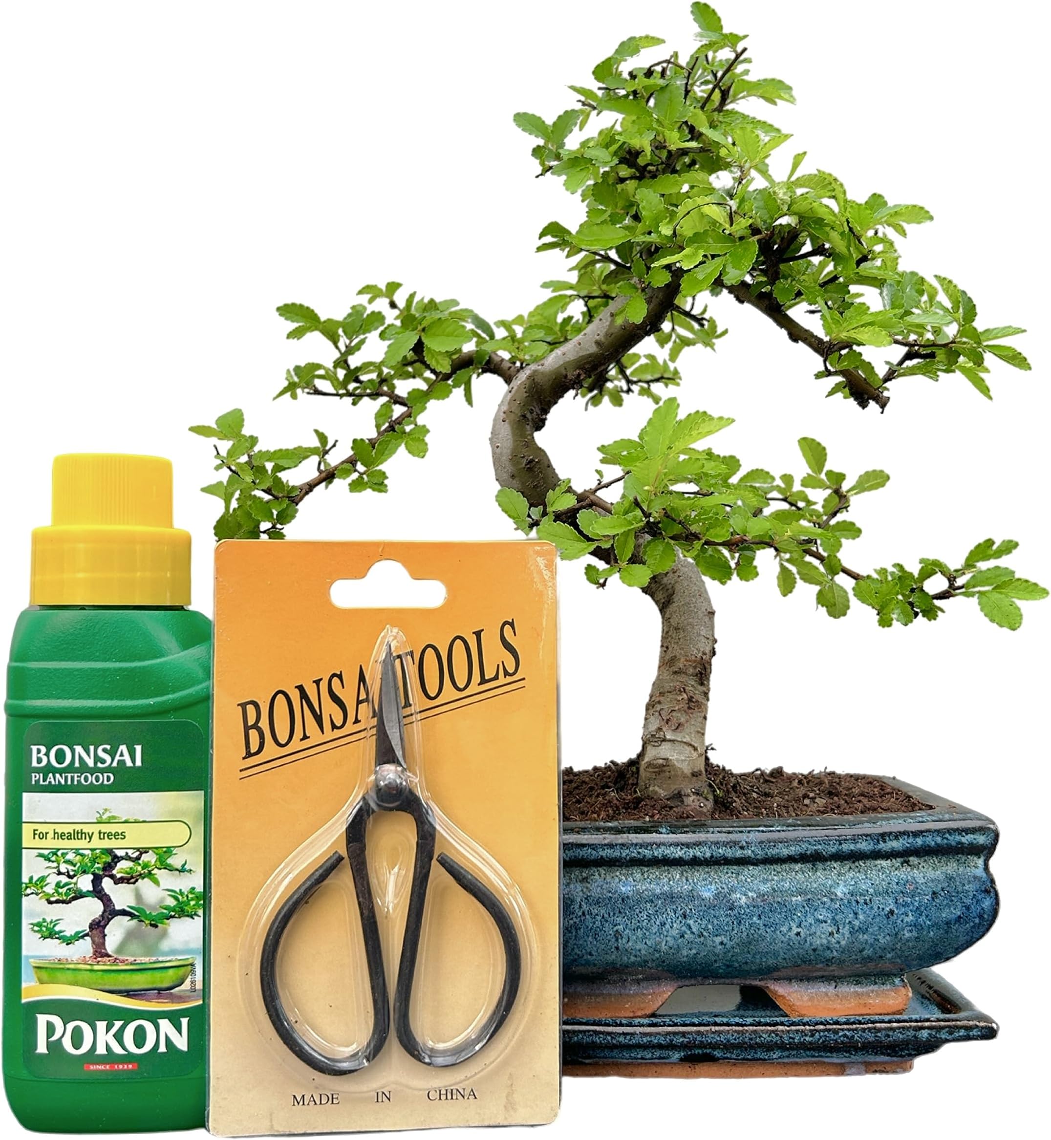 Bonsai Trees (7yr Old S Style Elm Gift Set)